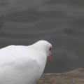 P8082495
